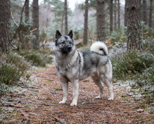 Norwegian Elkhound in a British outdoor setting