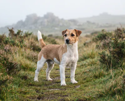 Parson Russell Terrier in a British outdoor setting