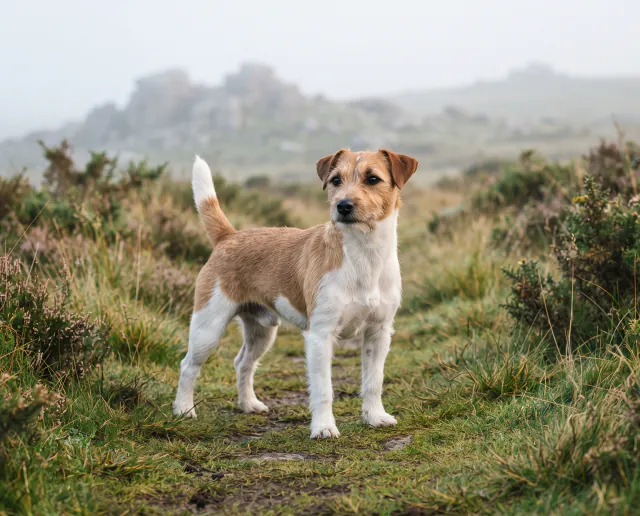 Parson Russell Terrier in a British outdoor setting