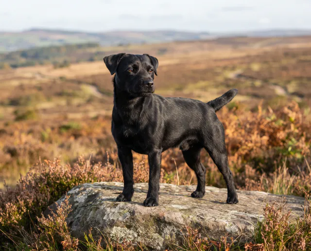 Patterdale Terrier in a British outdoor setting