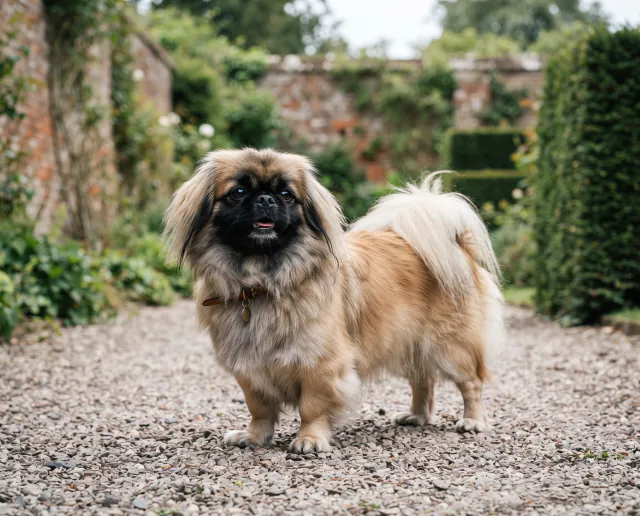 Pekingese in a British outdoor setting