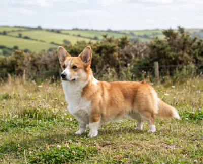 Pembroke Welsh Corgi in a British outdoor setting