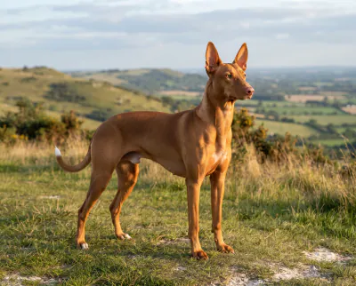 Pharaoh Hound in a British outdoor setting