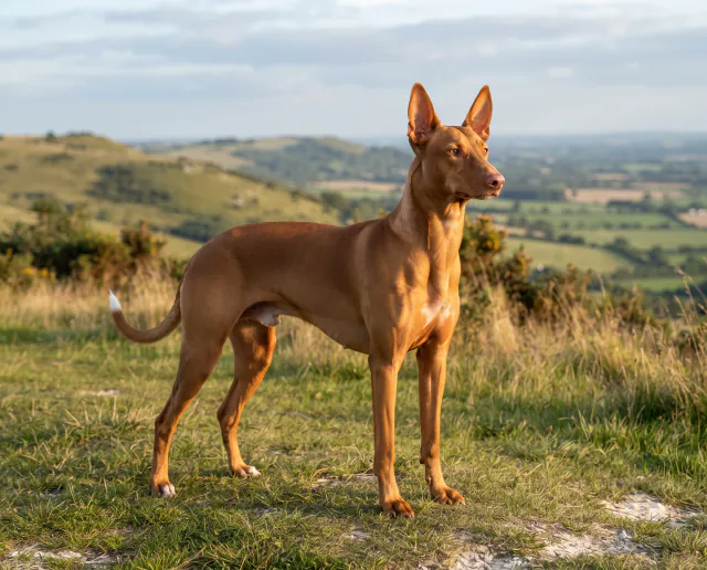 Pharaoh Hound in a British outdoor setting