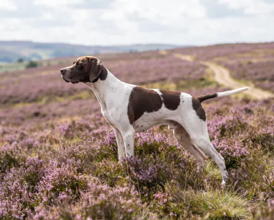 Pointer in a British outdoor setting