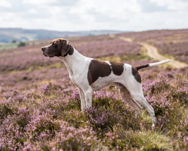 Pointer in a British outdoor setting