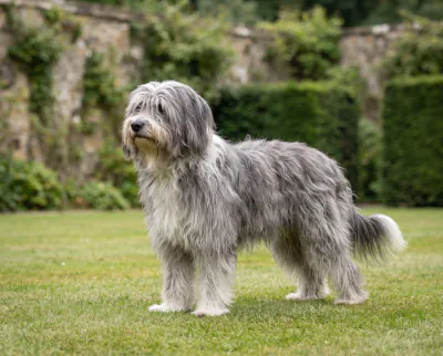 Polish Lowland Sheepdog in a British outdoor setting
