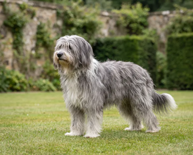 Polish Lowland Sheepdog in a British outdoor setting