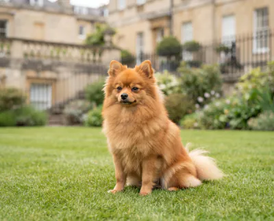 Pomeranian in a British outdoor setting
