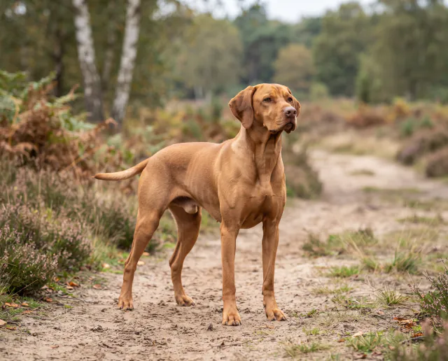 Portuguese Pointer in a British outdoor setting