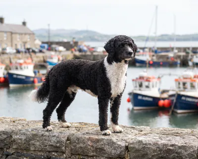 Portuguese Water Dog in a British outdoor setting