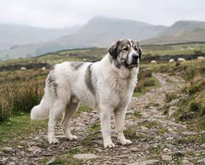 Pyrenean Mastiff in a British outdoor setting