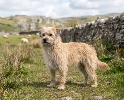 Pyrenean Sheepdog in a British outdoor setting