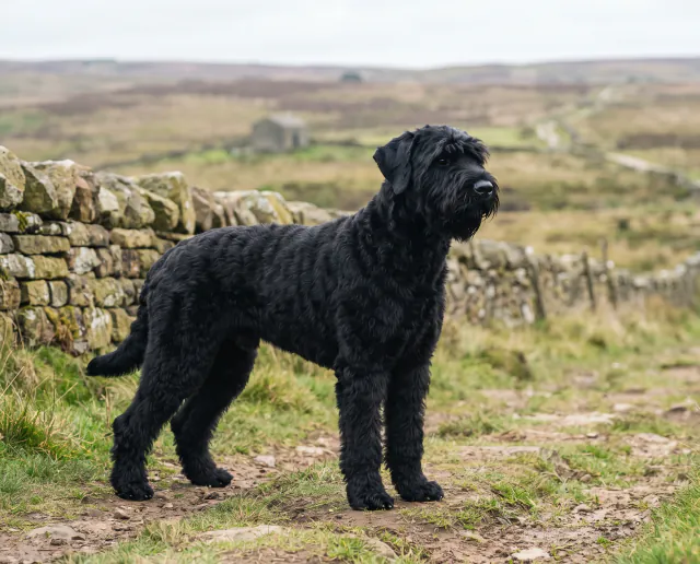 Russian Black Terrier in a British outdoor setting