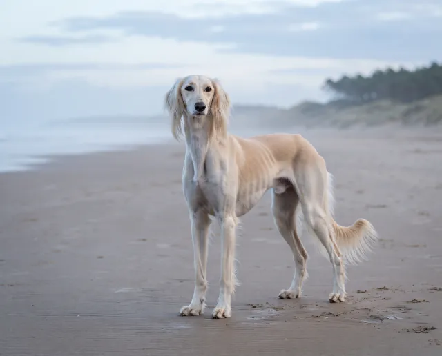 Saluki in a British outdoor setting