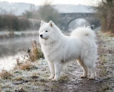 Samoyed in a British outdoor setting