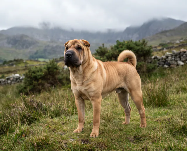 Shar Pei in a British outdoor setting