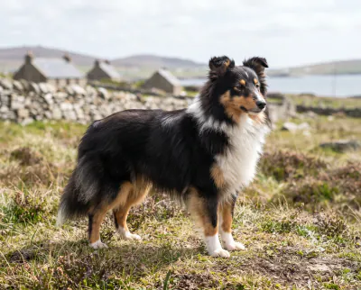 Shetland Sheepdog in a British outdoor setting