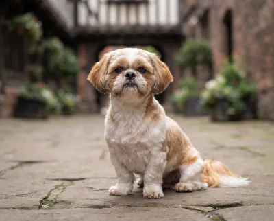 Shih Tzu in a British outdoor setting