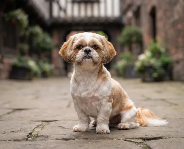 Shih Tzu in a British outdoor setting