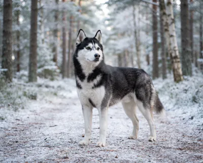 Siberian Husky in a British outdoor setting