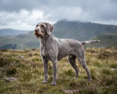 Slovakian Rough Haired Pointer in a British outdoor setting