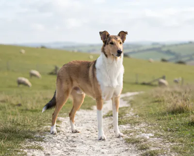 Smooth Collie in a British outdoor setting
