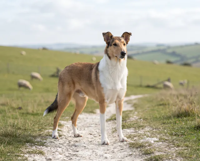 Smooth Collie in a British outdoor setting