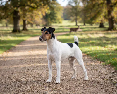 Smooth Fox Terrier in a British outdoor setting