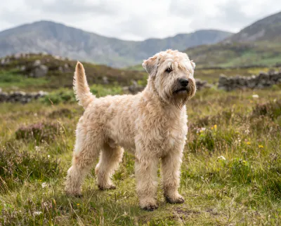 Soft Coated Wheaten Terrier in a British outdoor setting