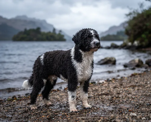 Spanish Water Dog in a British outdoor setting