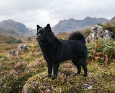 Swedish Lapphund in a British outdoor setting