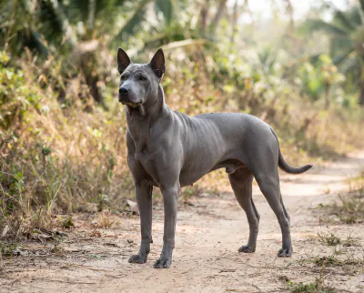Thai Ridgeback in a British outdoor setting