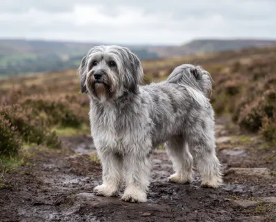 Tibetan Terrier in a British outdoor setting