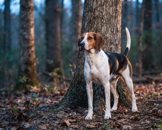 Treeing Walker Coonhound in a British outdoor setting