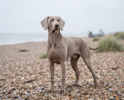 Weimaraner in a British outdoor setting