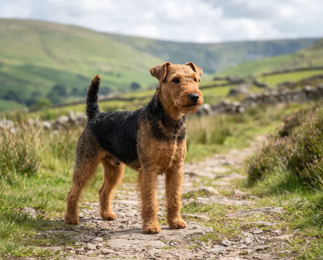 Welsh Terrier in a British outdoor setting