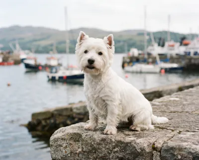 West Highland White Terrier in a British outdoor setting
