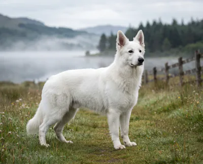White Swiss Shepherd Dog in a British outdoor setting