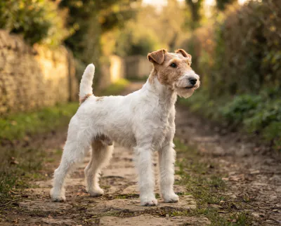 Wire Fox Terrier in a British outdoor setting