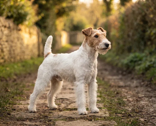 Wire Fox Terrier in a British outdoor setting