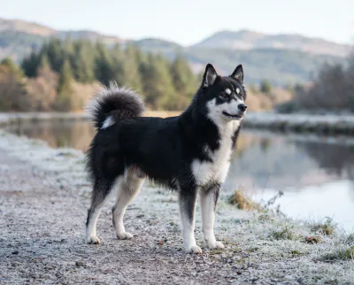 Yakutian Laika in a British outdoor setting