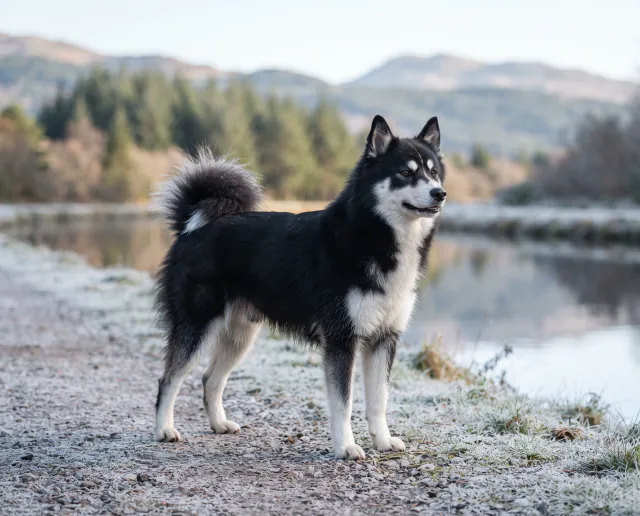 Yakutian Laika in a British outdoor setting