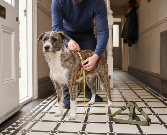 Featured image for Choosing the correct harness size