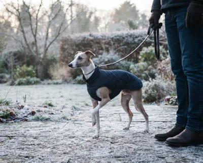Featured image for Cold-weather care for dogs