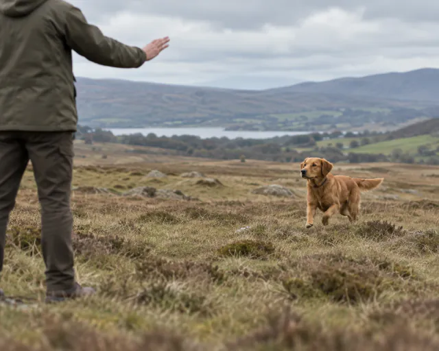 Featured image for Electronic collars for dog training: use, evidence, risks and legal differences