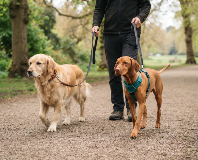 Featured image for Harness vs flat collar for dog walks