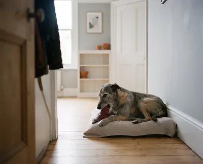 Featured image for Helping a dog cope with being left alone
