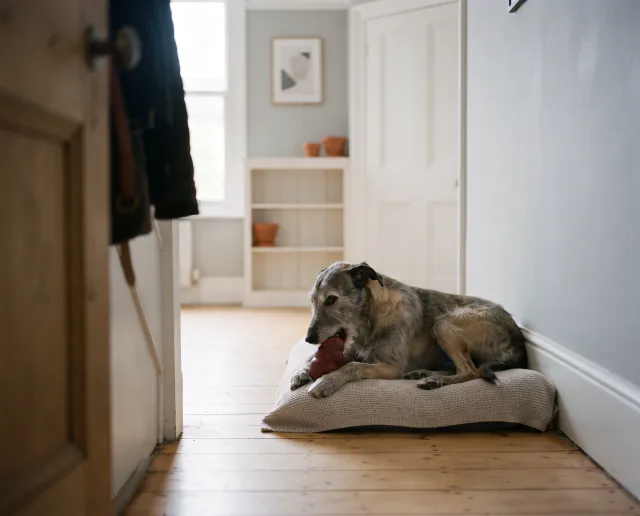 Featured image for Helping a dog cope with being left alone