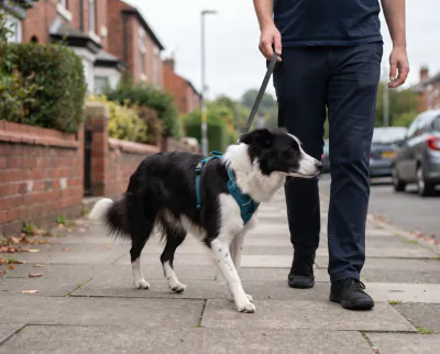 Featured image for How to stop a dog pulling on the lead